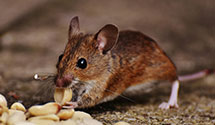 24 Hour & Emergency Exterminators in Eastampton, NJ